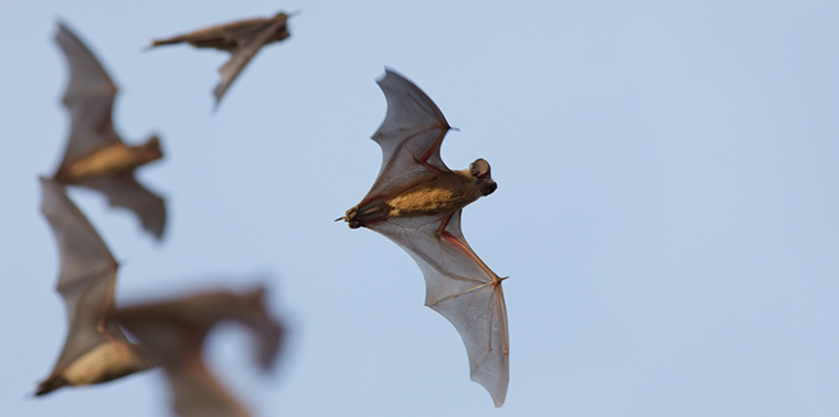 Mexican free-tailed bats in flight