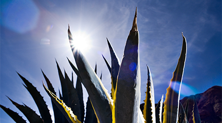 Agave in sunlight