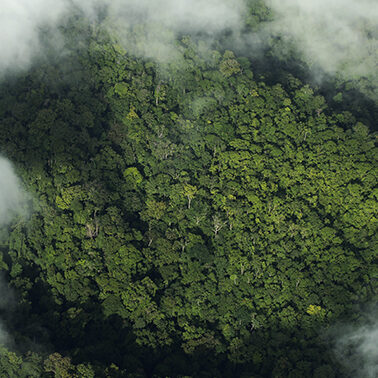 Global deforestation is decreasing. Or is it?