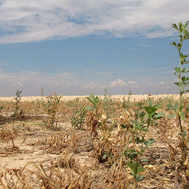 Can genetic engineering help quench crops’ thirst?