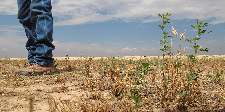 Alfalfa field after drought