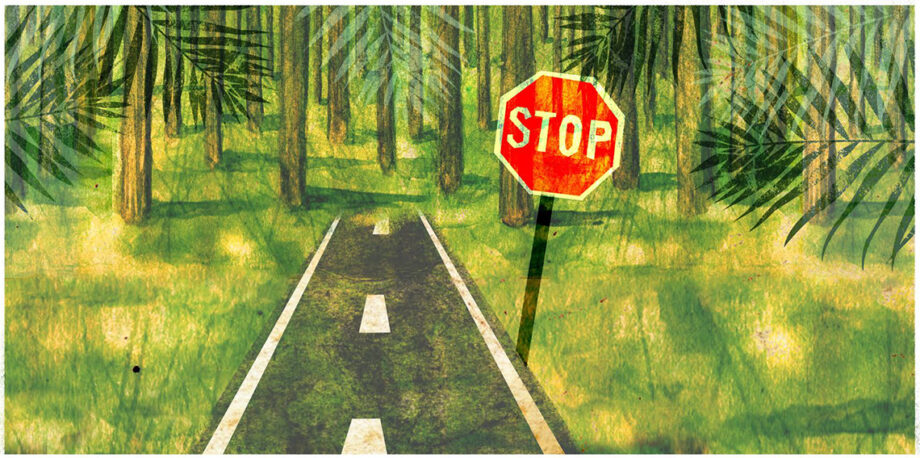 Road leading to the rain forest with stop sign in front