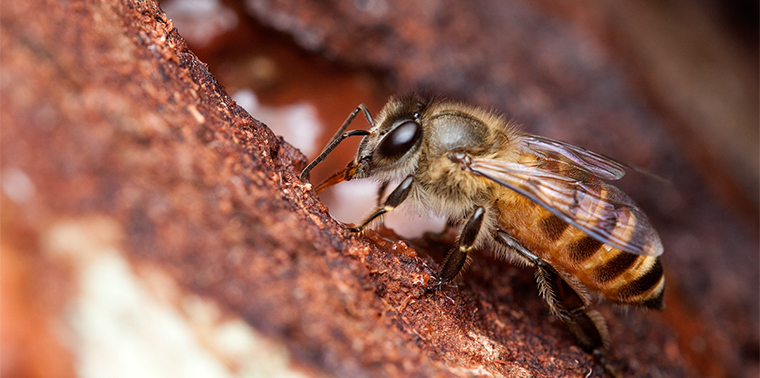 Asian apis cerana honeybee
