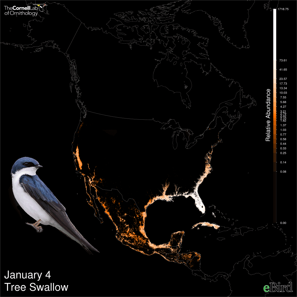 This animation of tree swallows’ annual migration shows how computational sustainability techniques can be used to predict population variations across space and time. Image by Daniel Fink, Cornell Lab. of Ornithology