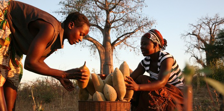 Native women with Baobab Fruit