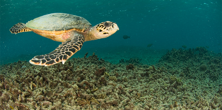 Turtle swims over degraded reef