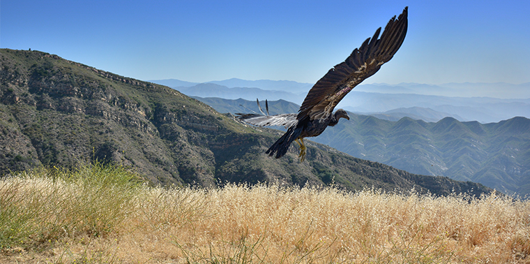 California condor released after completing treatment for lead contamination