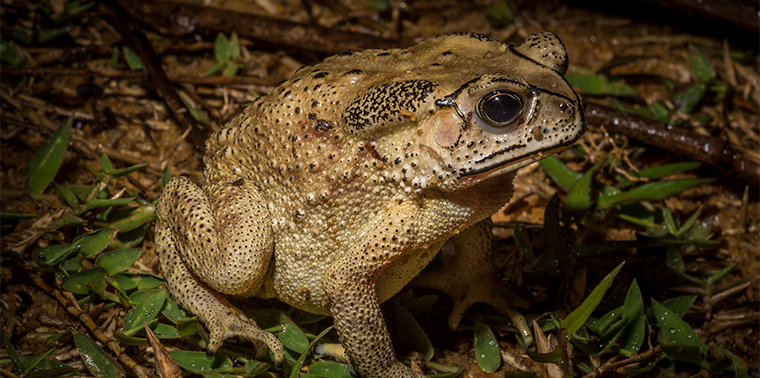Asian toad in Madagascar