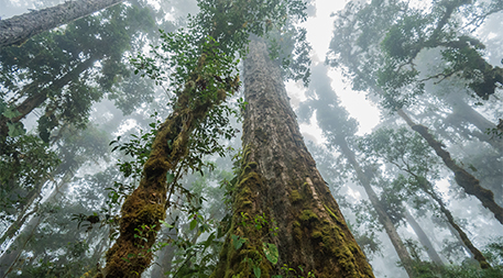 Tall trees in Costa Rica forest