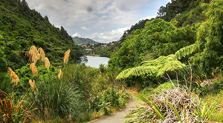 Photo of a walking trail in Zealandia near Wellington, New Zealand