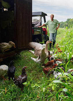 Chickens, ducks and other farm animals take turns grazing and fertilizing Fuller's fields. Photo by Dave Leiker.
