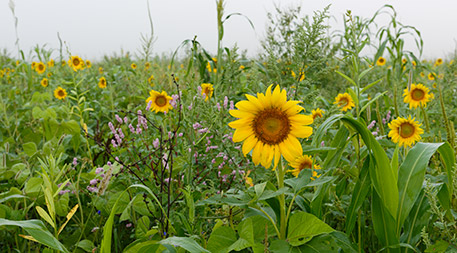 Sunflowers and other companion crops interspersed with corn nurture soil microorganisms and add valuable biodiversity to the landscape. Photo by Dave Leiker.
