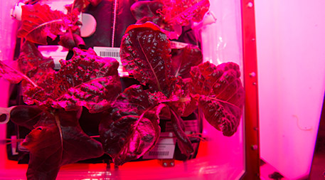 Astronauts on the International Space Station grew and ate “Outredgeous” red romaine lettuce in the "Veggie plant growth system," the test kitchen for growing plants in space. Photo by NASA