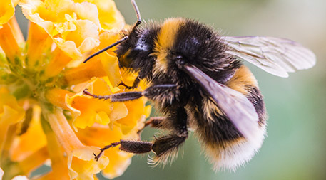 Bumblebees imported to pollinate crops are a growing threat to native pollinators around the world. Photo © iStockphoto.com/bigemrg