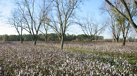 cotton field with pecan trees