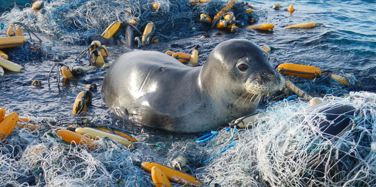 SA's Catchgreen innovating biodegradable alternative for fishing gear - SA  Polymer Technology