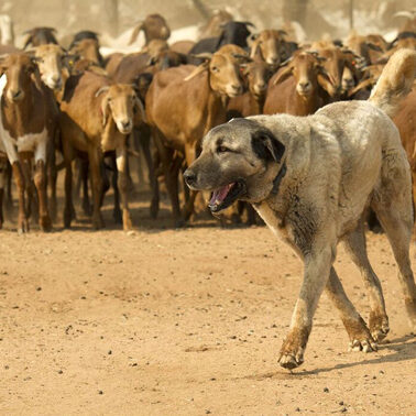 These dogs live to work — and threatened animals live because they do