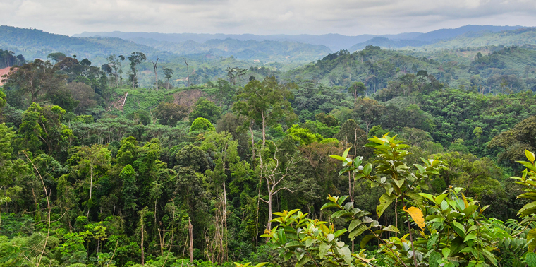 rainforest facing severe drought