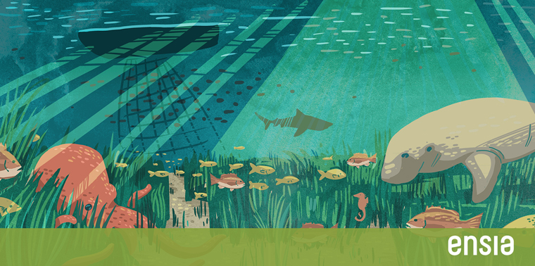 Seagrass: More than Meets the Eye » Marine Conservation Institute