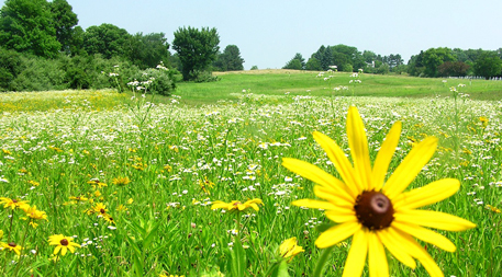 runoff-cleansing vegetation strips in the Yahara River watershed