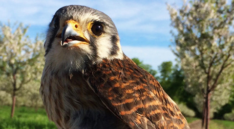 Birds of prey being used for pest control around valley