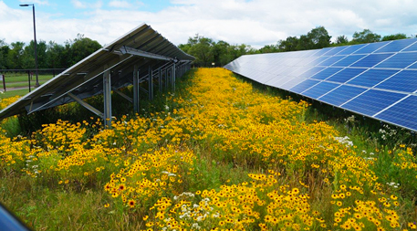 flowering plants with solar panels