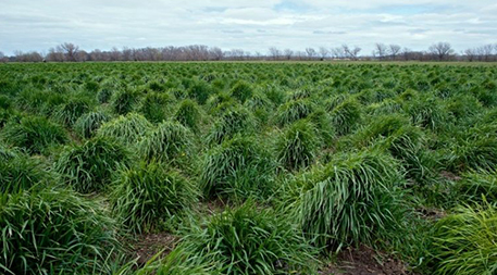 Kernza — the trademarked name for the processed grain domesticated from intermediate wheatgrass, a perennial cousin of modern wheat — is currently the only perennial grain in products on the market.