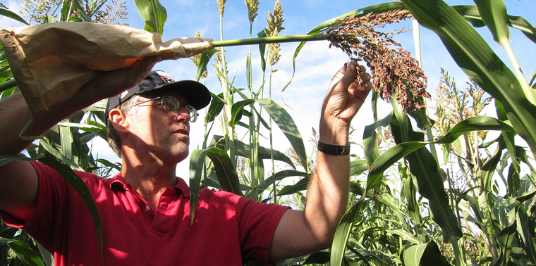 Stan Cox examines the head of a perennial sorghum plant.