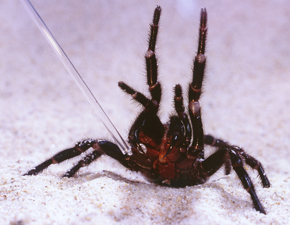 pesticides Australian Blue Mountains funnel web spider