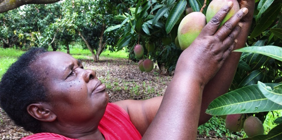mango grower Cicily Wanjira