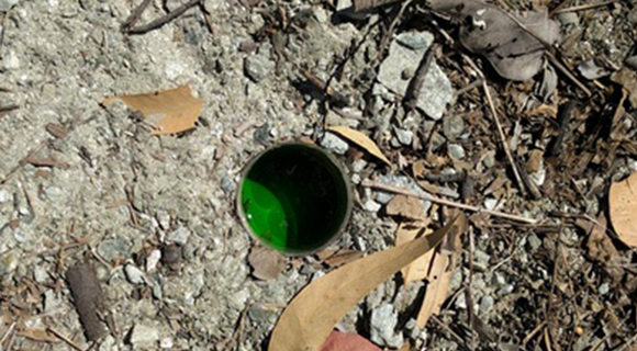 pitfall trap used to catch ants