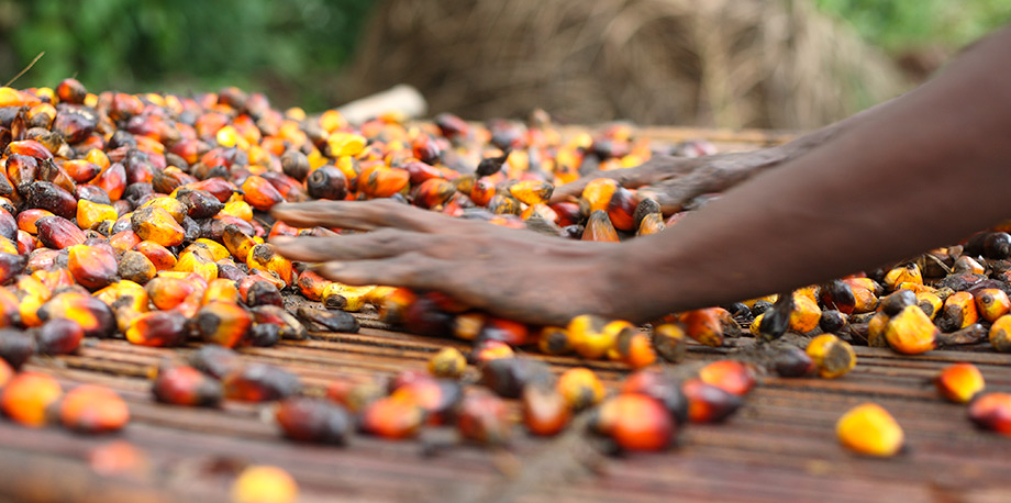 Hands sorting palm oil