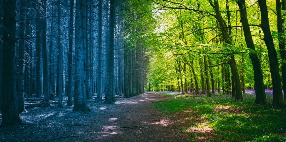 Nature Everywhere  Children & Nature Network