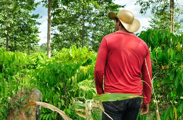 coffee trees in agroforestry system Nova Maring0, Mato Grosso, Brazil