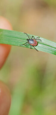 As tick-borne illness spreads across the U.S., so does grassroots education to prevent it