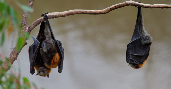 flying foxes