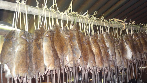dead animals hanging from a pole