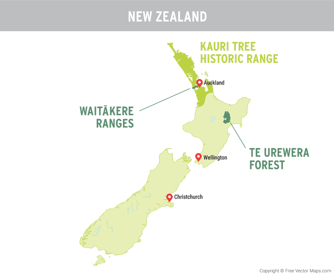 In The Forests Of New Zealand Indigenous Maori And Western Scientists Work Through Past Injustices To Save A Threatened Species Together Ensia