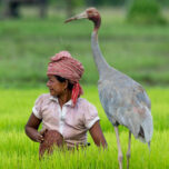 Woman in rice paddy with sarus crane