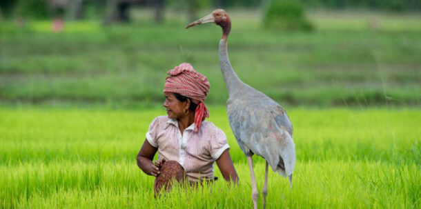 Woman in rice paddy with sarus crane