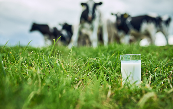 Cows in a field with a glass of milk