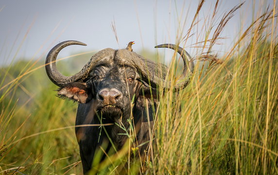 Cape buffalo in South Africa