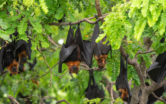 bats hanging in a tree