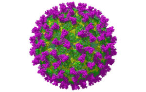 cryo-electron microscope image of a bluetongue virus