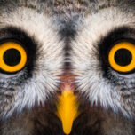 close up of great owl eyes