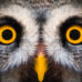 close up of great owl eyes