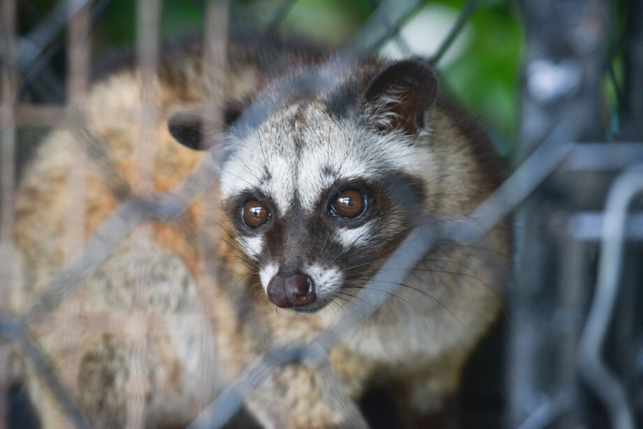 Civet Cat in cage looking at camera. Asian palm civet is a viverrid native to South and Southeast Asia.
