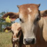 Climate-friendlier cattle ranching in Brazil