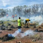 Members of the Chico Traditional Ecological Stewardship Program and others light fire to deergrass for a cultural burn. Mounds of grass burn with smoke rising from them. A line of trees is at the back of the photo.