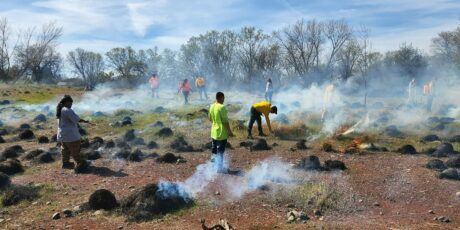 Members of the Chico Traditional Ecological Stewardship Program and others light fire to deergrass for a cultural burn. Mounds of grass burn with smoke rising from them. A line of trees is at the back of the photo.